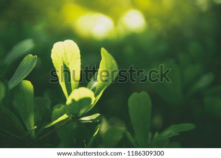 Closeup nature view of green leaf on blurred dark greenery background in garden with copy space using as background natural green plants landscape, ecology, fresh wallpaper concept.