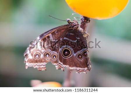 Close up picture of a beautiful colorful butterfly sitting on a flower.
