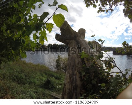 tree trunk next to a river 2