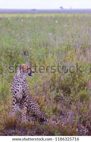 Photo cheetah in the Savannah Ngorongoro