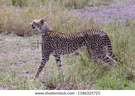Photo cheetah in the Savannah Ngorongoro