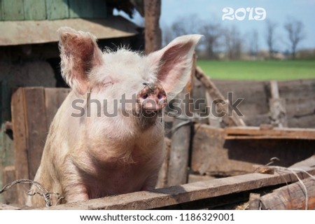 pig closeup in the house in sunny day, Chinese New Year 2019. Zodiac Pig