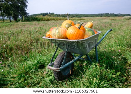 Different kind of pumpkins in wheelbarrow on garden. Autumn and harvest concept. Halloween background
