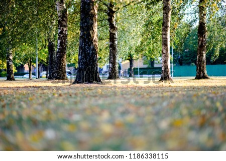 birch trees with yellow and green leaves in autumn park with blur background before winter