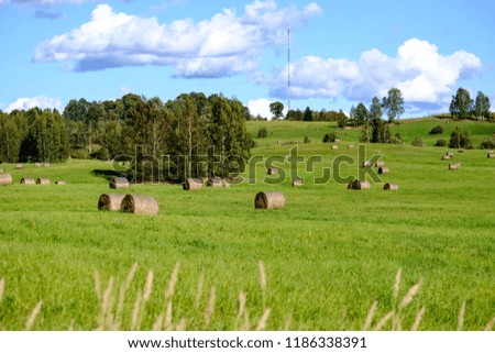 rolls of hay laying in distant field in the countryside on the green grass in meadow with forest around and yellow flowers blooming