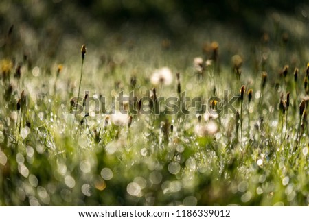 morning dew drops in gren grass meadow in autumn with nice sun light and colorful flowers