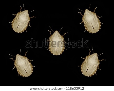 Bug or Bedbug infestation on black background.