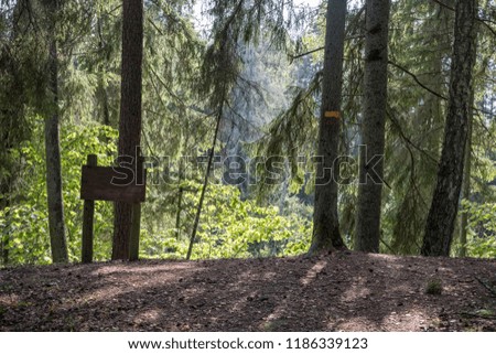 hiking trail in the woods in green summer forest with sun light