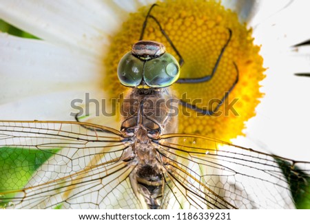 dragonfly close-up, eyes of a dragonfly, macro photo, series, large dragonfly on a flower