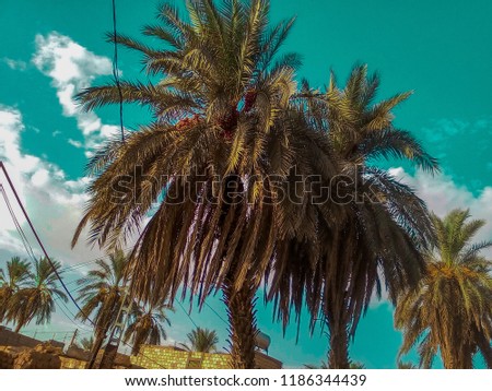 It is a picture of a palm tree forming clouds