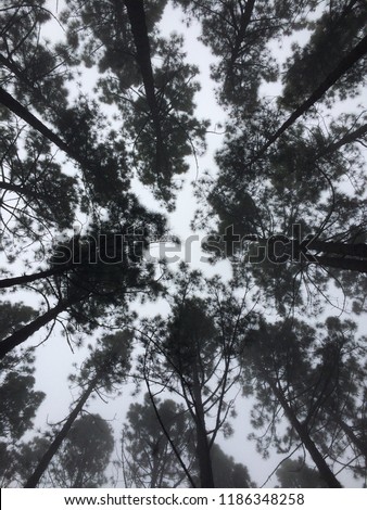 some tree tops, against the sky.