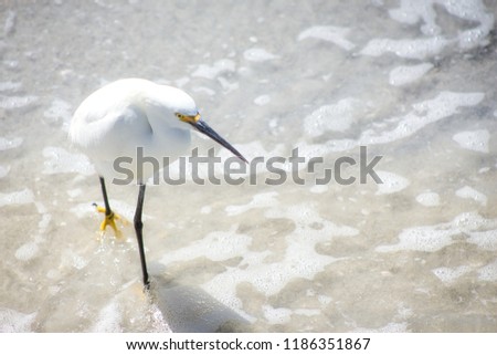 White black Snowy Egret with yellow feet and long beak walking through tropical Florida waves at the beach. Royalty-Free Stock Photo #1186351867