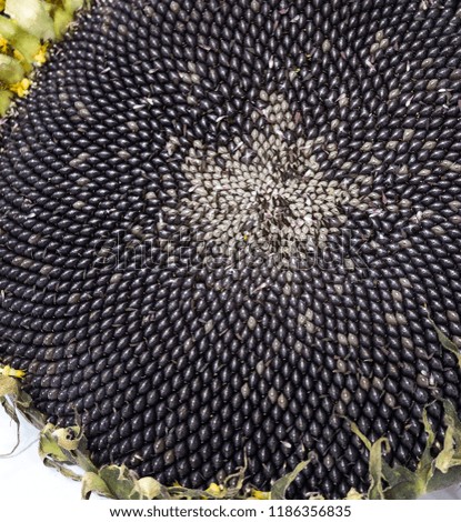 Centre a sunflower seed head