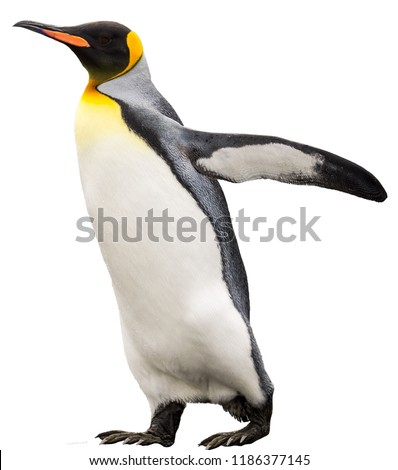 King penguin. isolated on white background