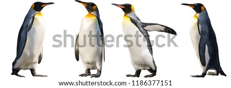 King penguins. isolated on white background