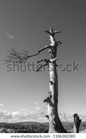 Black and white picture of a dead tree in Larvik, Norway