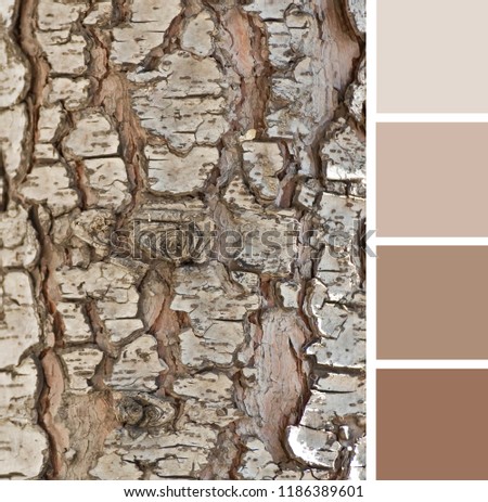 Abstract wooden pattern, brown beige texture of cracked bark of coniferous pine tree. Color palette swatches, natural combination of ground pastel colors of wood, inspired by nature.