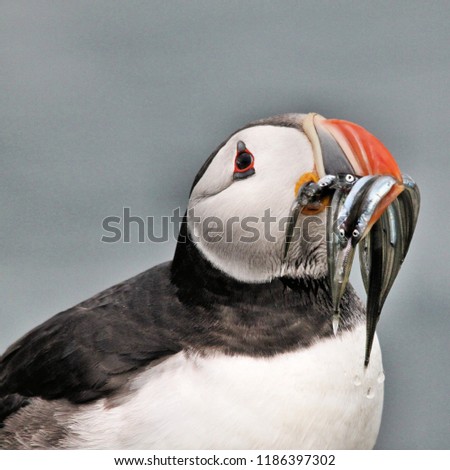 A view of a Puffin with Sand Eels on Farne Islands