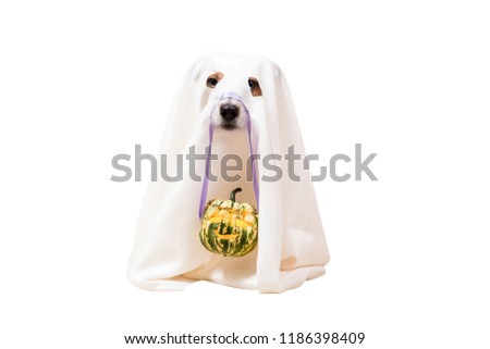 Dog under blanket as funny Halloween ghost holding Jack o'lantern carved pumpkin