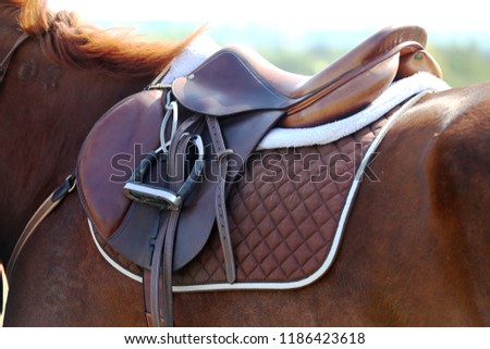 Sport horse standing  during competition under saddle outdoors Royalty-Free Stock Photo #1186423618