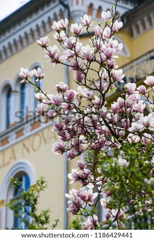 Magnolia in Bad Ems Germany