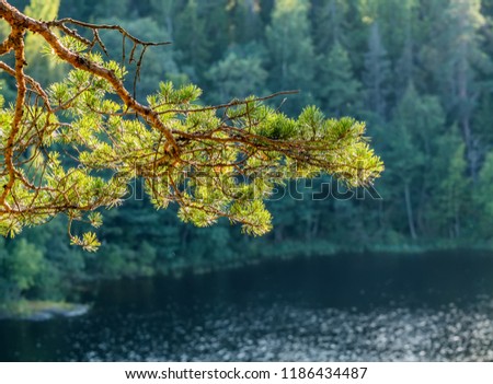 Pine branch on the background of the lake and shore