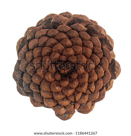 Pine cone close-up, isolated on white background