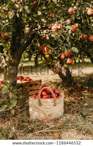 Autumn mood red apples basket in country garden Royalty-Free Stock Photo #1186446532