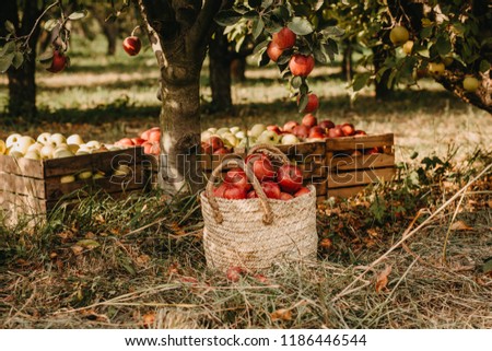 Autumn mood red apples basket in country garden Royalty-Free Stock Photo #1186446544