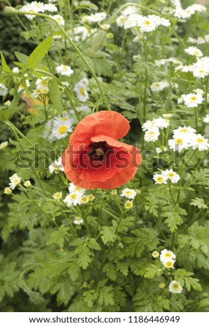A red poppy grows among camomiles on a flowerbed.