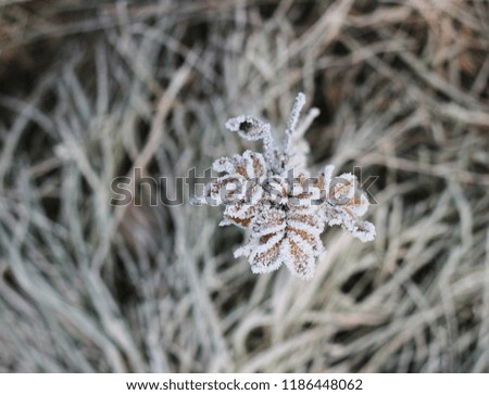 Leaves and grass in frost close-up