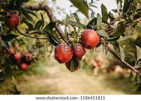 Red apple tree in autumn fruit garden Royalty-Free Stock Photo #1186451815