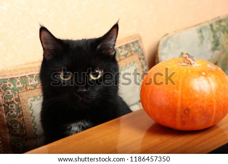 A black cat and a little pumpkin. Happy Halloween!
