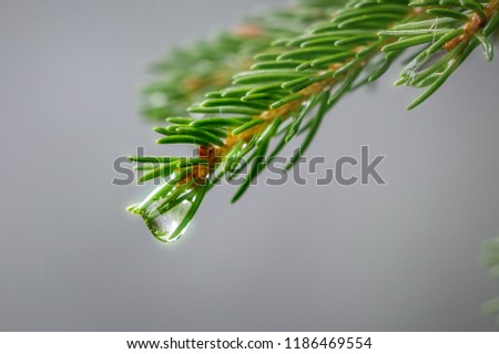 Close-up picture of small conifer branch with glittering drop of water, concept of pure clean nature