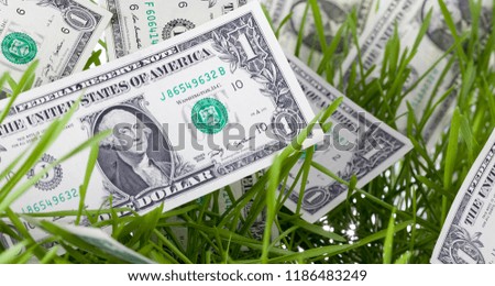 American dollars lie on the grass that has sprouted from wheat grain