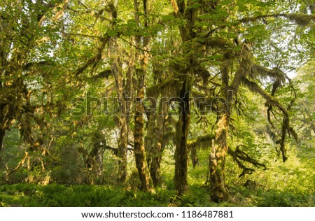 Hoh Rainforest in Olympic National Park, Washington