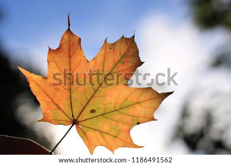 Beautiful half orange maple leaves with bokeh background. Autumn seasonal concept.