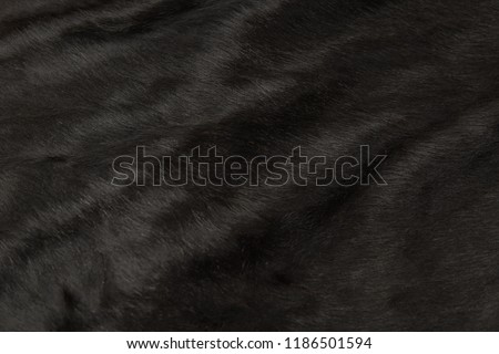 Animal hair of fur cow leather texture background.Natural Fluffy black cowhide skin. Royalty-Free Stock Photo #1186501594