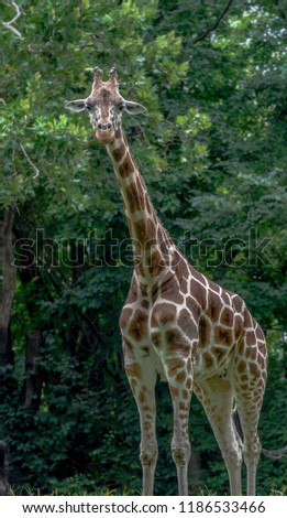 Orange and White Fur on an Isolated Giraffe