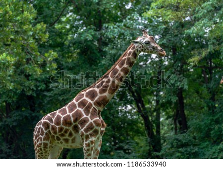 Orange and White Fur on a Giraffe in Profile
