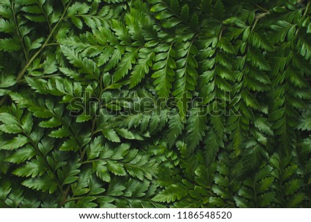 Green leatherleaf fern background.