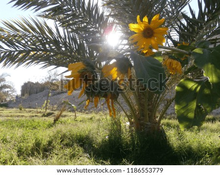 pictures of beautiful sunflower in an awesome land 