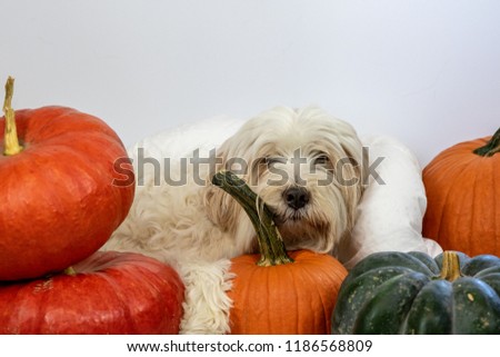 dog ready for fall