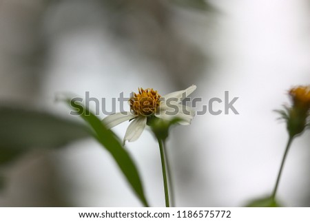 white yellow flower grass on blur background