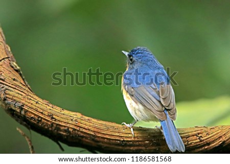 Tickell's Blue Flycatche on branch, Thailand