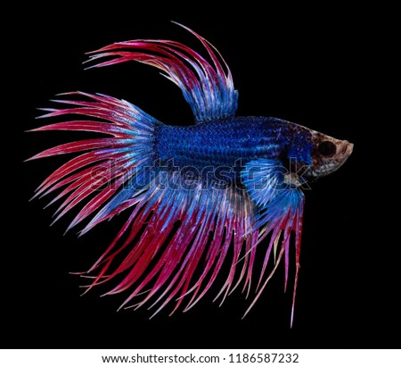 Crowntail Plakat, Fighting fish,