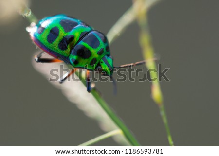 green jewel bugs or scutelleridae on grass leaf in sunshine, insect macro concept.