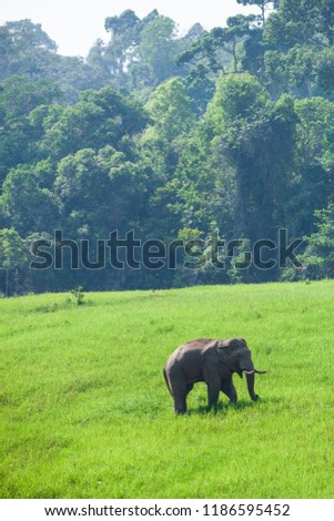 Happy Wild Elephant in nature. Wild Asian Elephant walking in the grassland. Rainy season. Khao Yai National Park. UNESCO, The World Heritage Site. Thailand. Bright sunlight. Copy space.