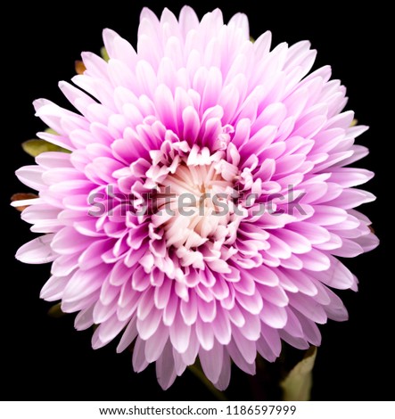 aster flowers isolated on a black background