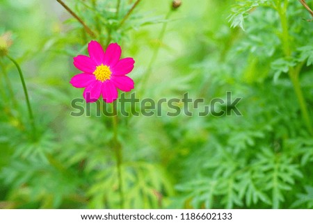 Yellow flower with green background